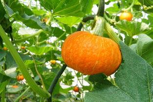 今日宜吃瓜主角,揭秘娱乐圈最新热点事件