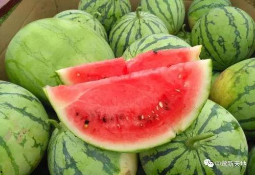 今日吃瓜网红看料-海外吃瓜,海外吃瓜网红带你领略异国“瓜界”风云